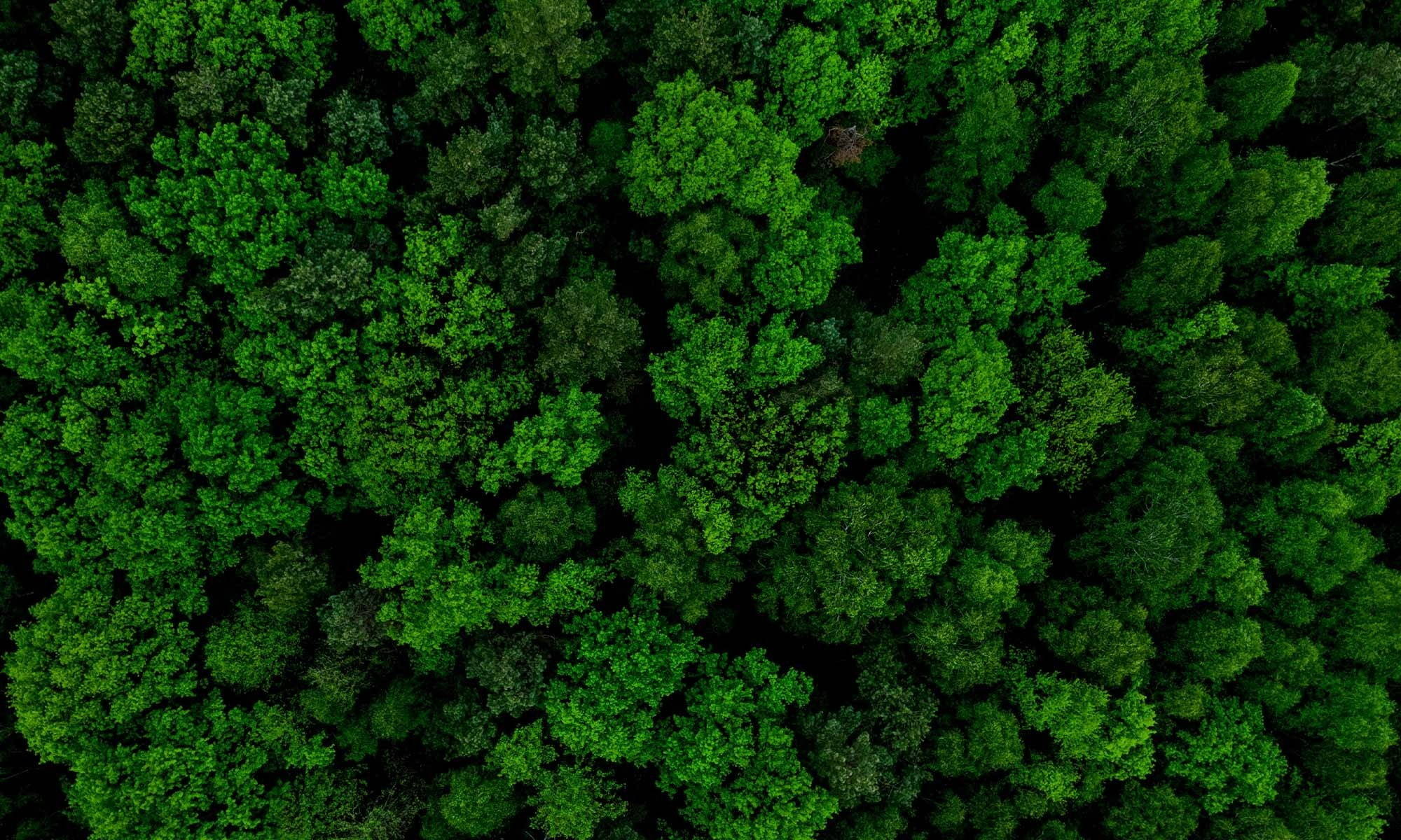 持続可能性 ersg Recruitment Agency の再生可能エネルギーを利用した緑の森